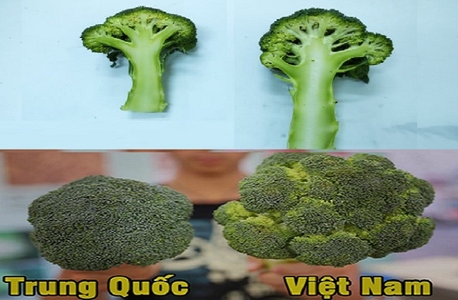 Cách nhận biết rau Trung Quốc