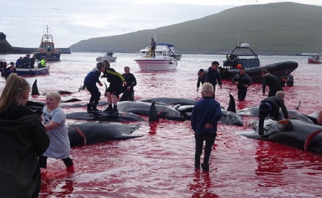 Hãi hùng với lễ hội săn cá voi tại đất nước Đan Mạch