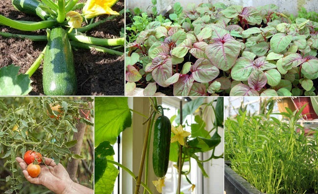 Nên trồng rau gì vào mùa hè?